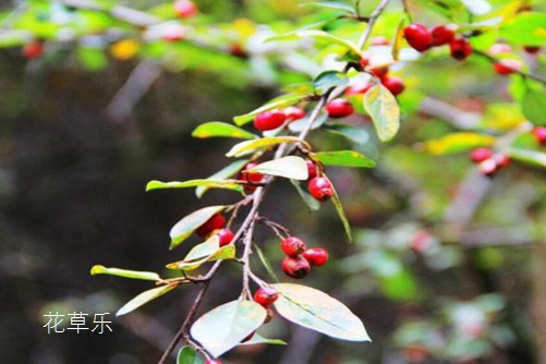 中药当归与西西人体欧美人体写真，千年养生智慧，现代生活的健康守护者