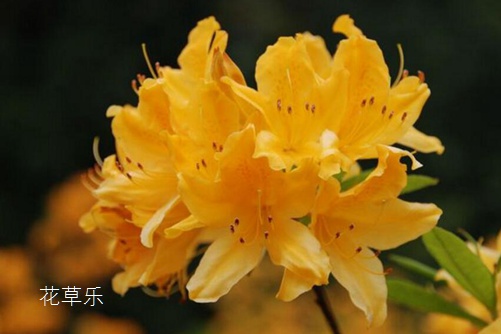 50MM的蔡司镜头免费无遮挡无码永久在线观看视频，解锁摄影艺术的神秘密码